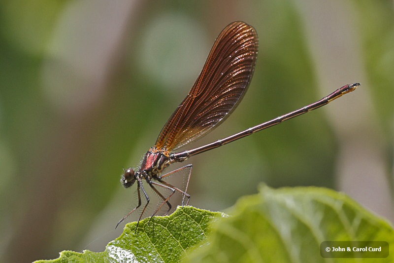 J01_2517 Calopteryx haemorrhoidalis.JPG